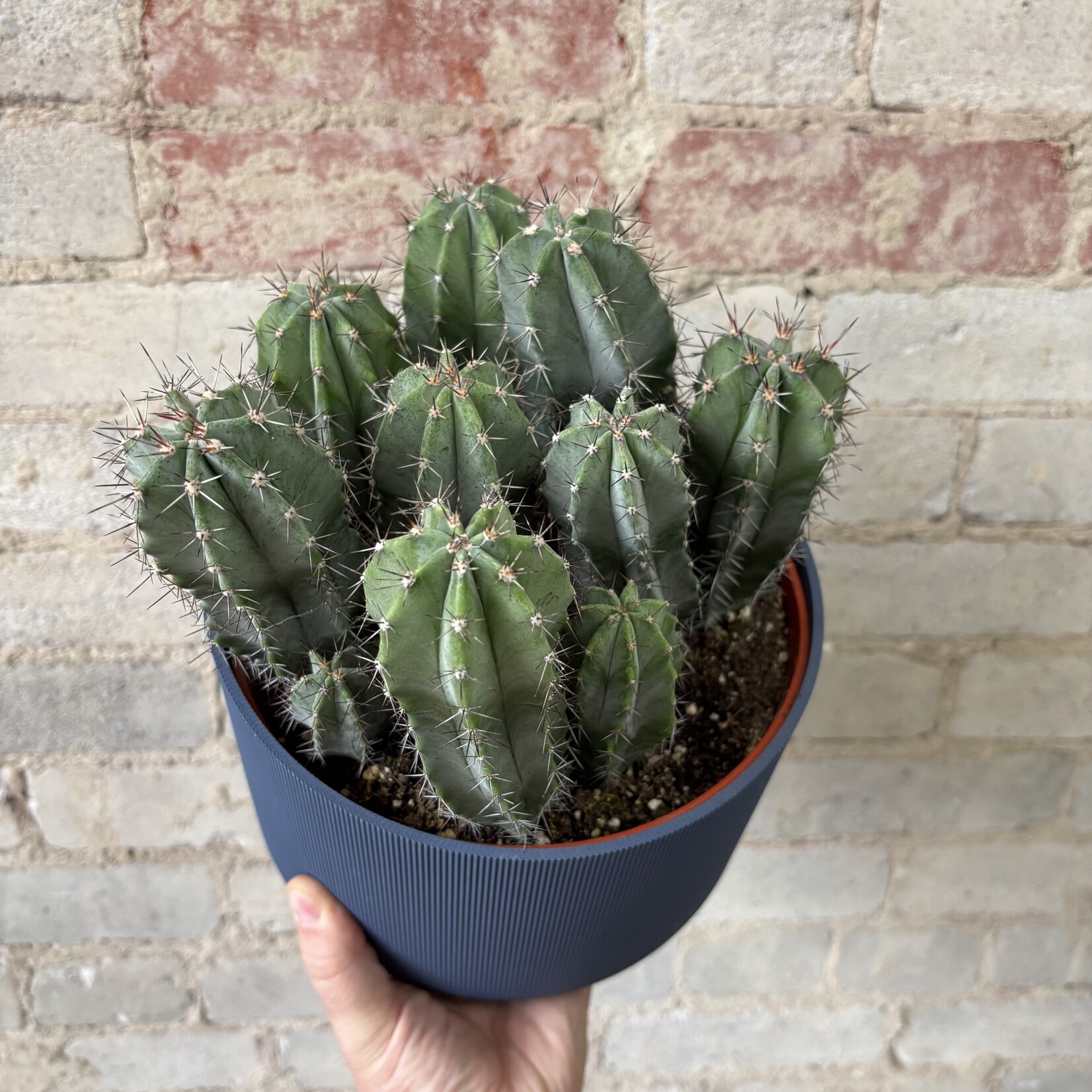Polaskia Chichipe Cactus 8"