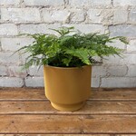 Rabbit Foot Fern 6"