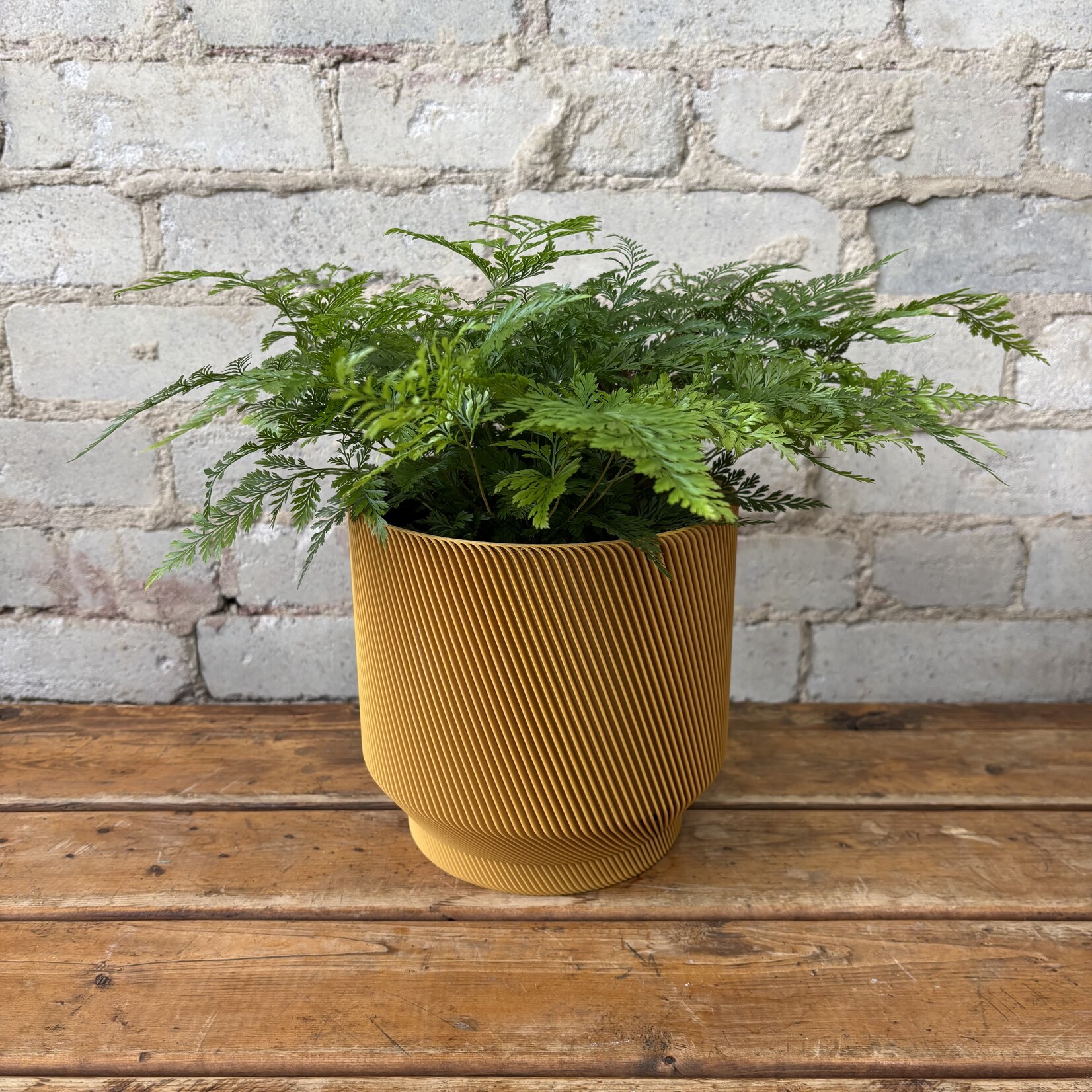 Rabbit Foot Fern 6"