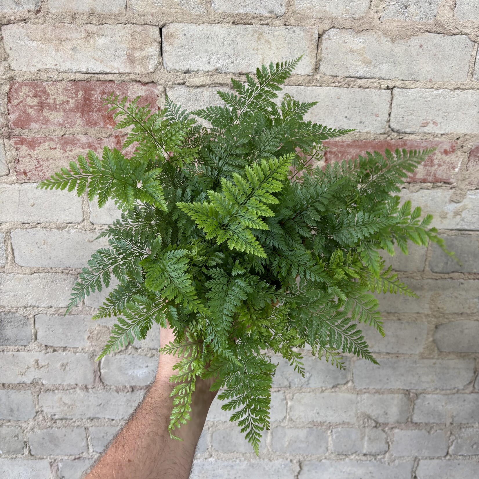 Rabbit Foot Fern 6"