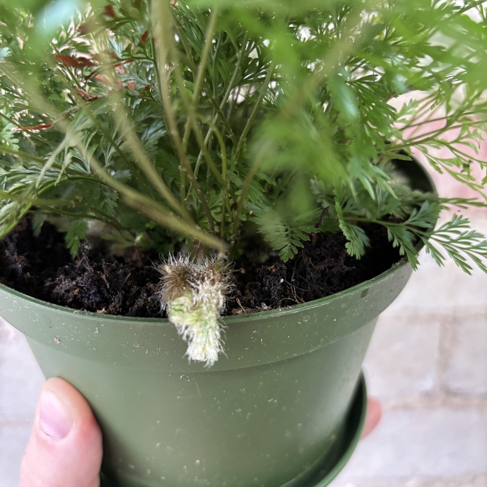 Rabbit Foot Fern 6"