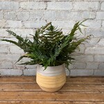 Autumn Fern 6"