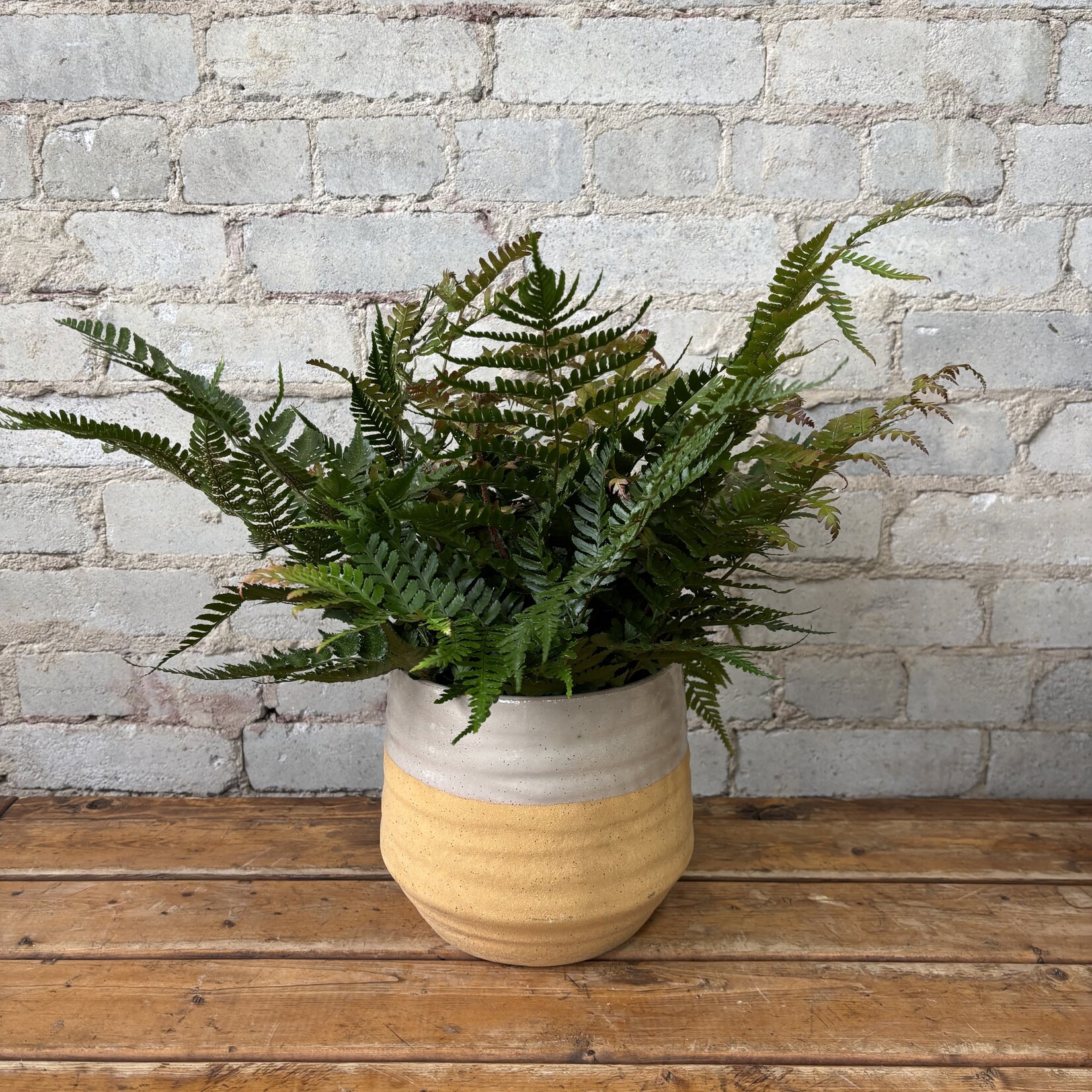 Autumn Fern 6"