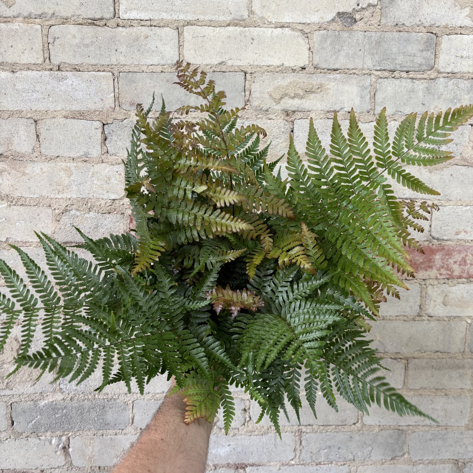 Autumn Fern 6"