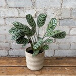 Ctenanthe Burle-Marxii 4"