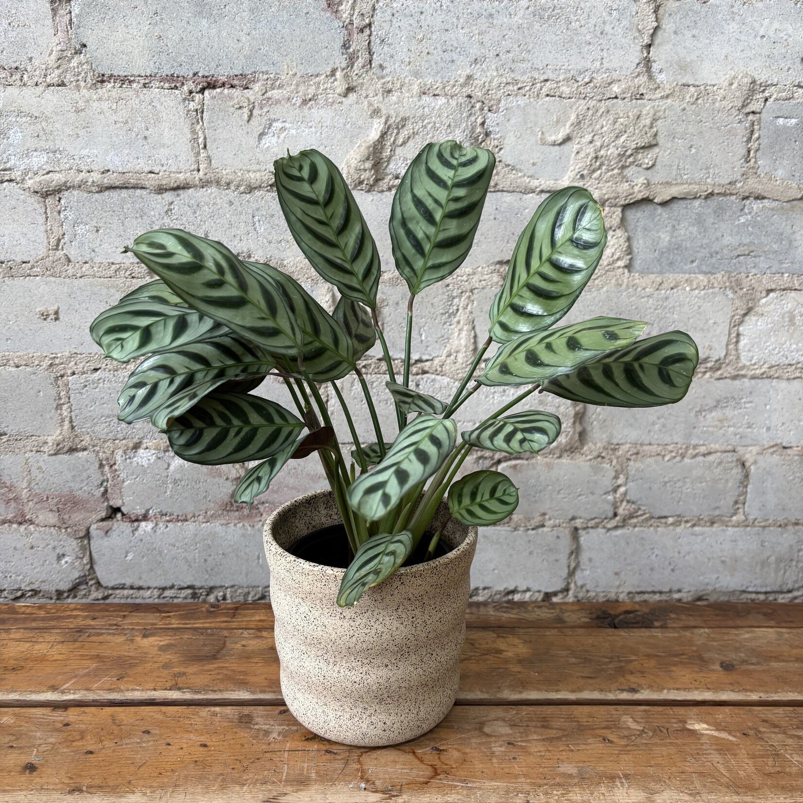 Ctenanthe Burle-Marxii 4"