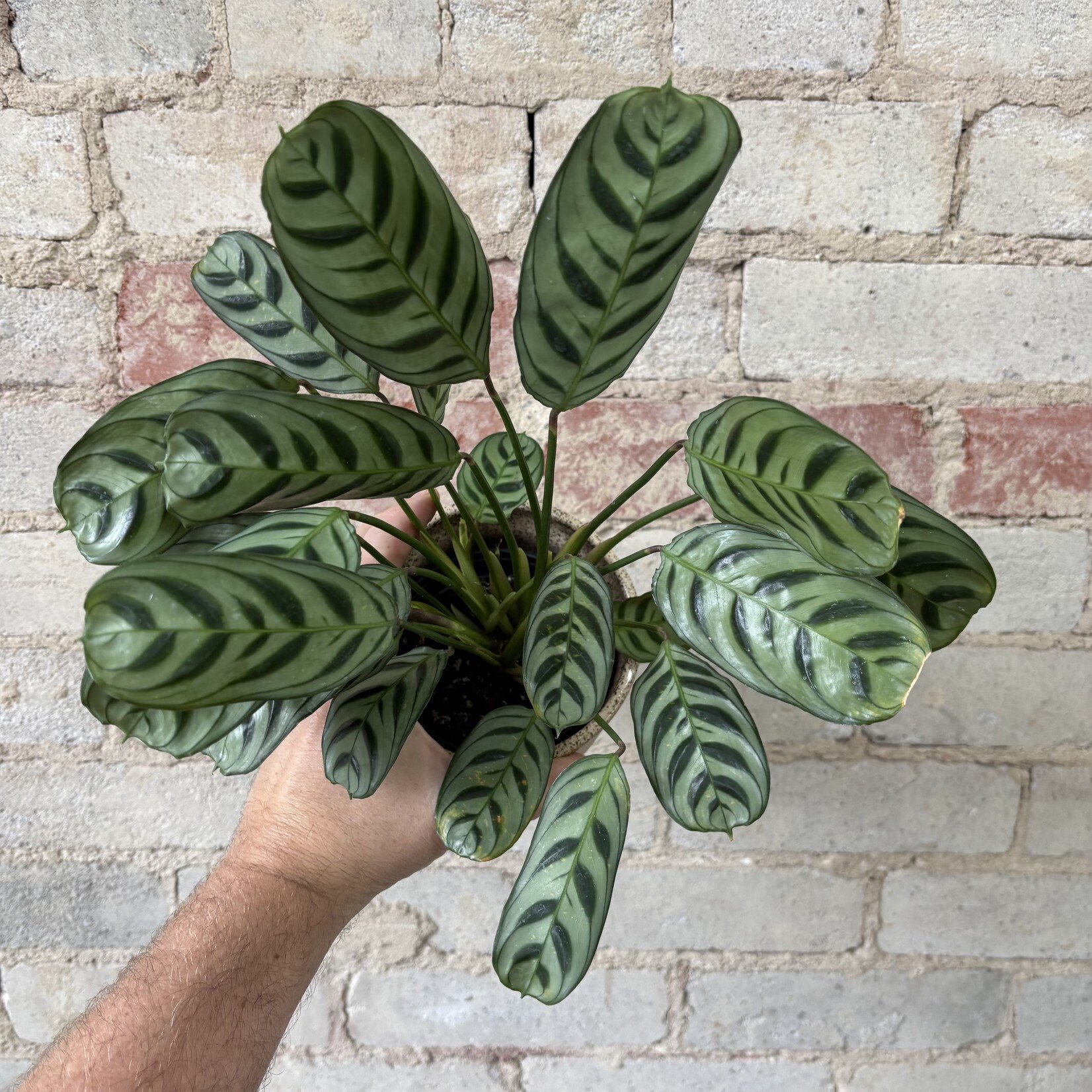 Ctenanthe Burle-Marxii 4"