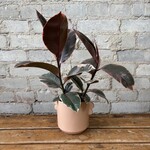 Ficus Elastica Ruby 5"