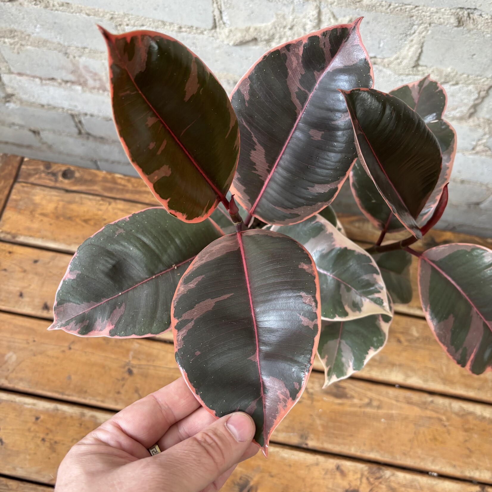 Ficus Elastica Ruby 5"