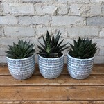 Gasteria 5"