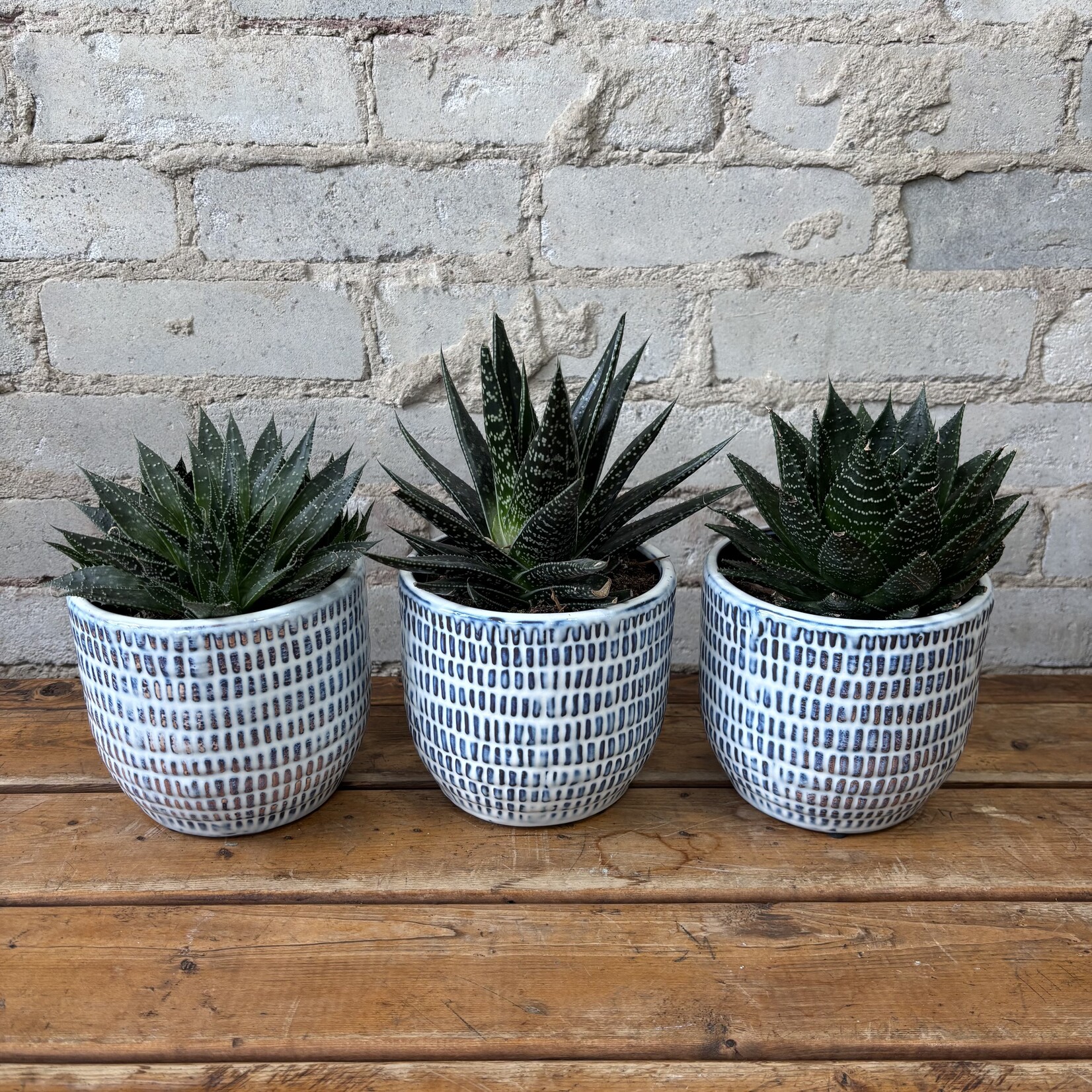 Gasteria 5"