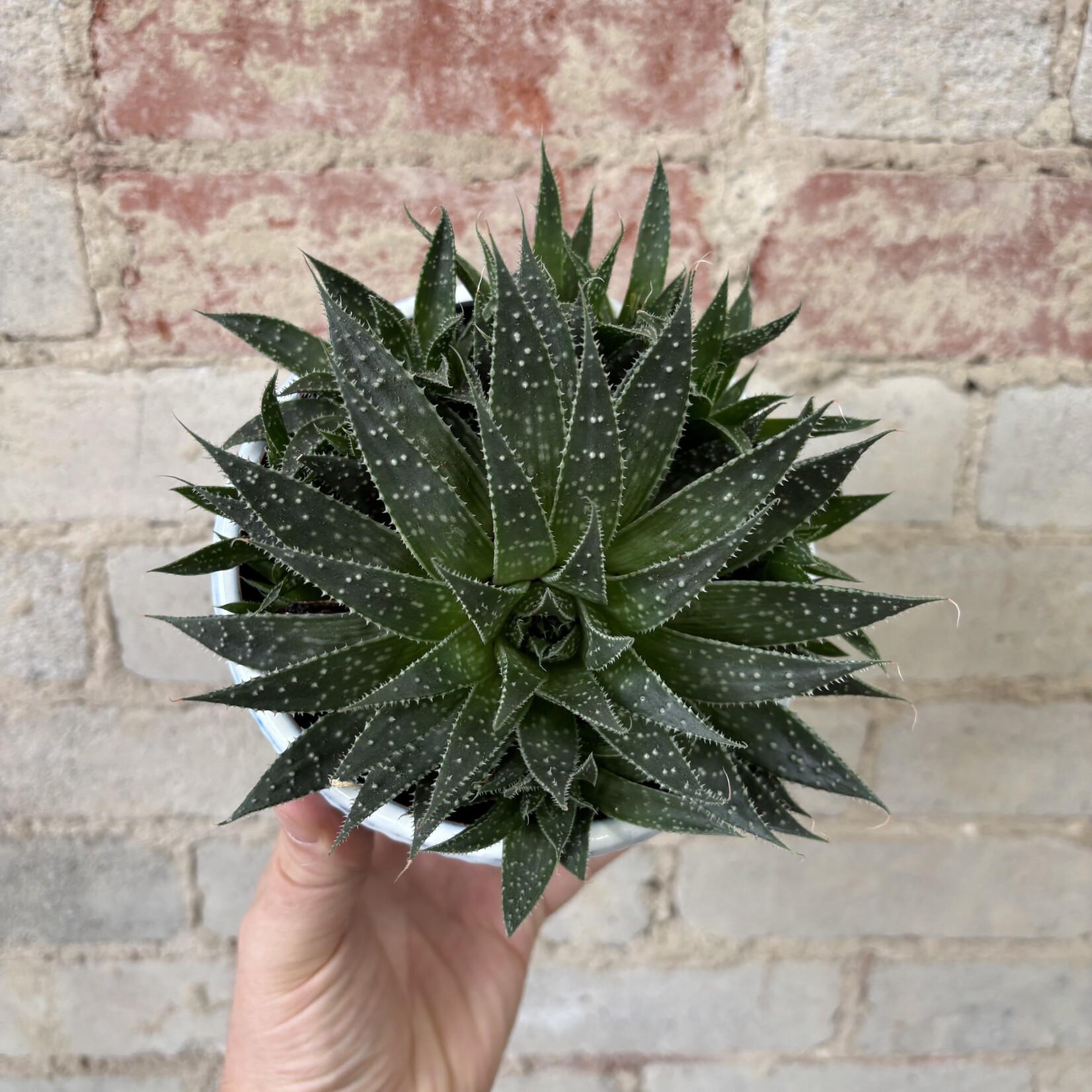 Gasteria 5"