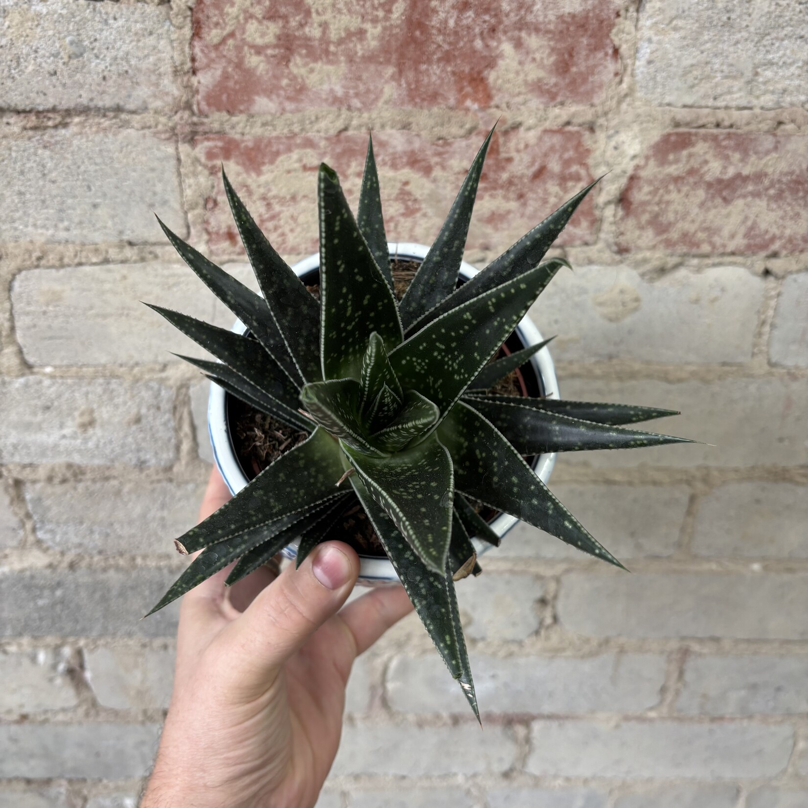 Gasteria 5"