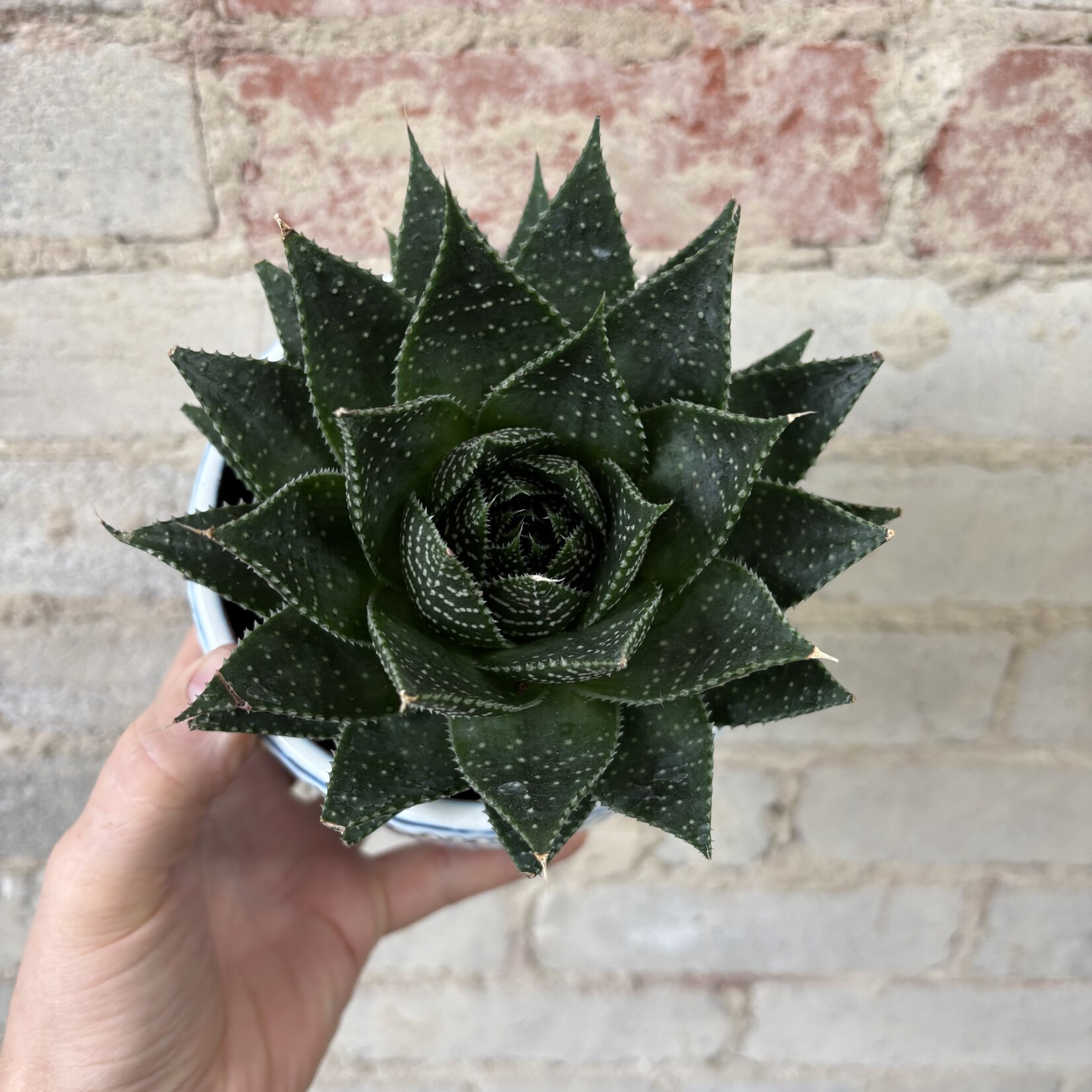 Gasteria 5"