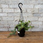 Peperomia Hope 5"