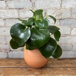 Peperomia 5" Raindrop