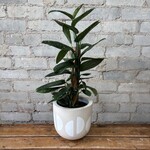 Monstera Peru 6.5"