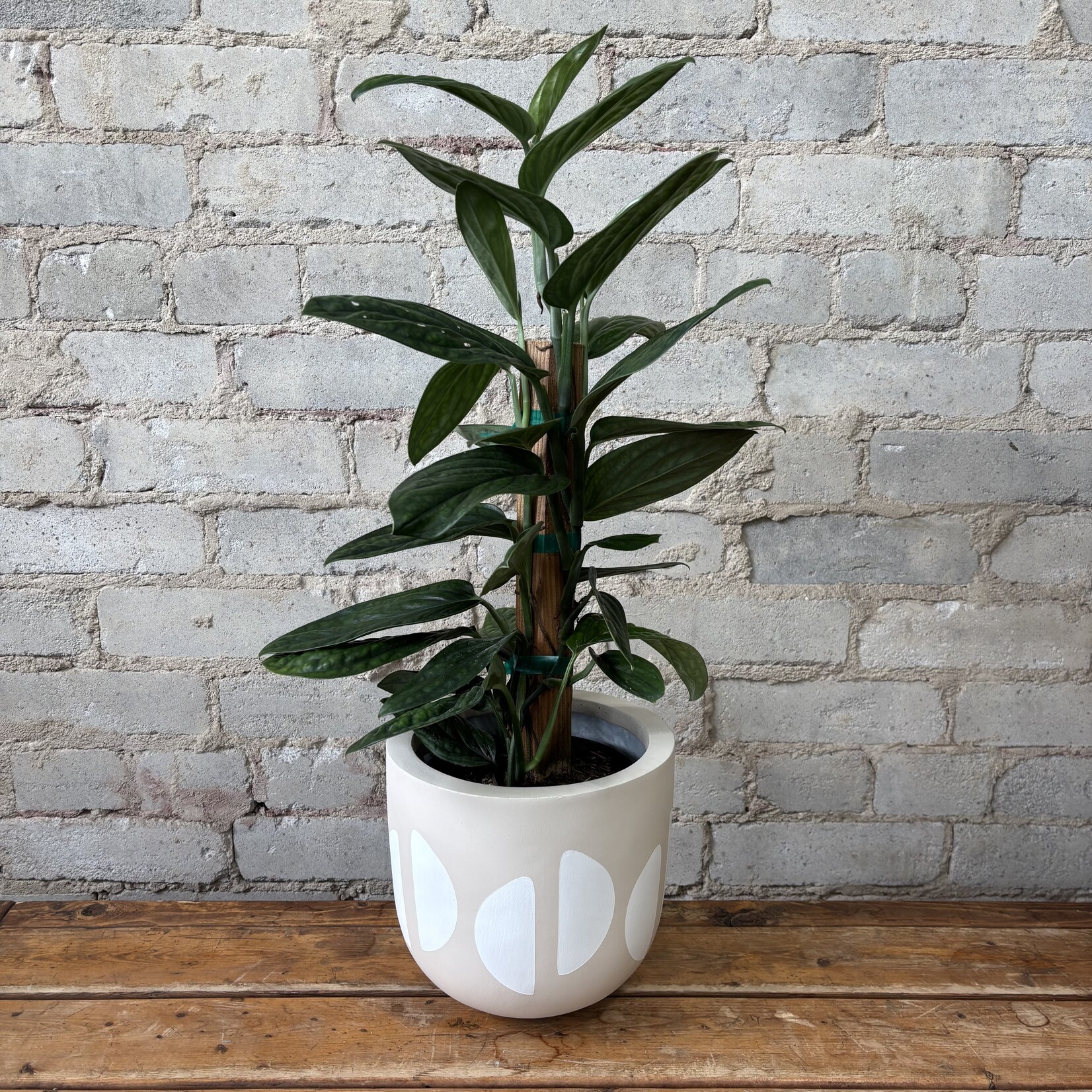 Monstera Peru 6.5"