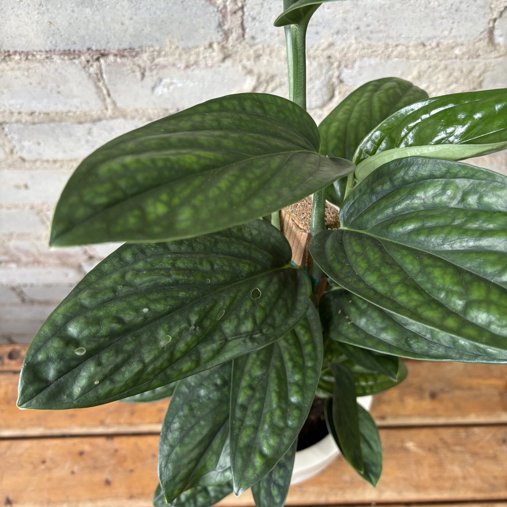 Monstera Peru 6.5"