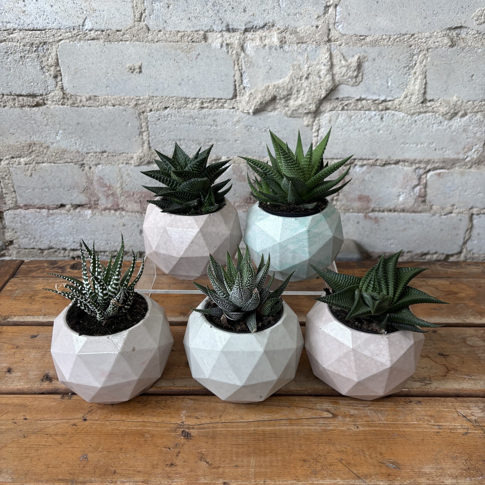 Haworthia (Succulent) 2.5"
