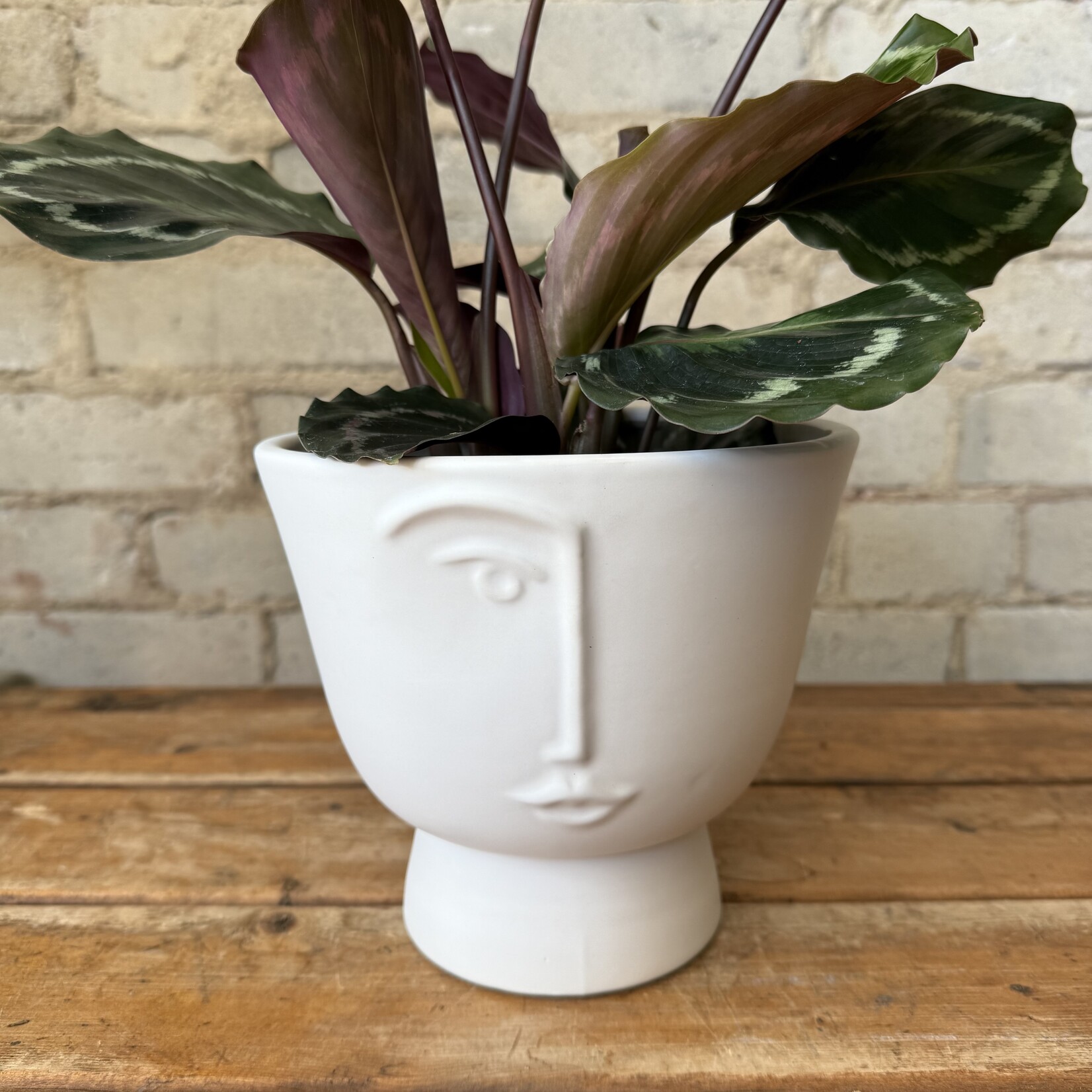 Assorted Pots Face Pot (fits 5.5")