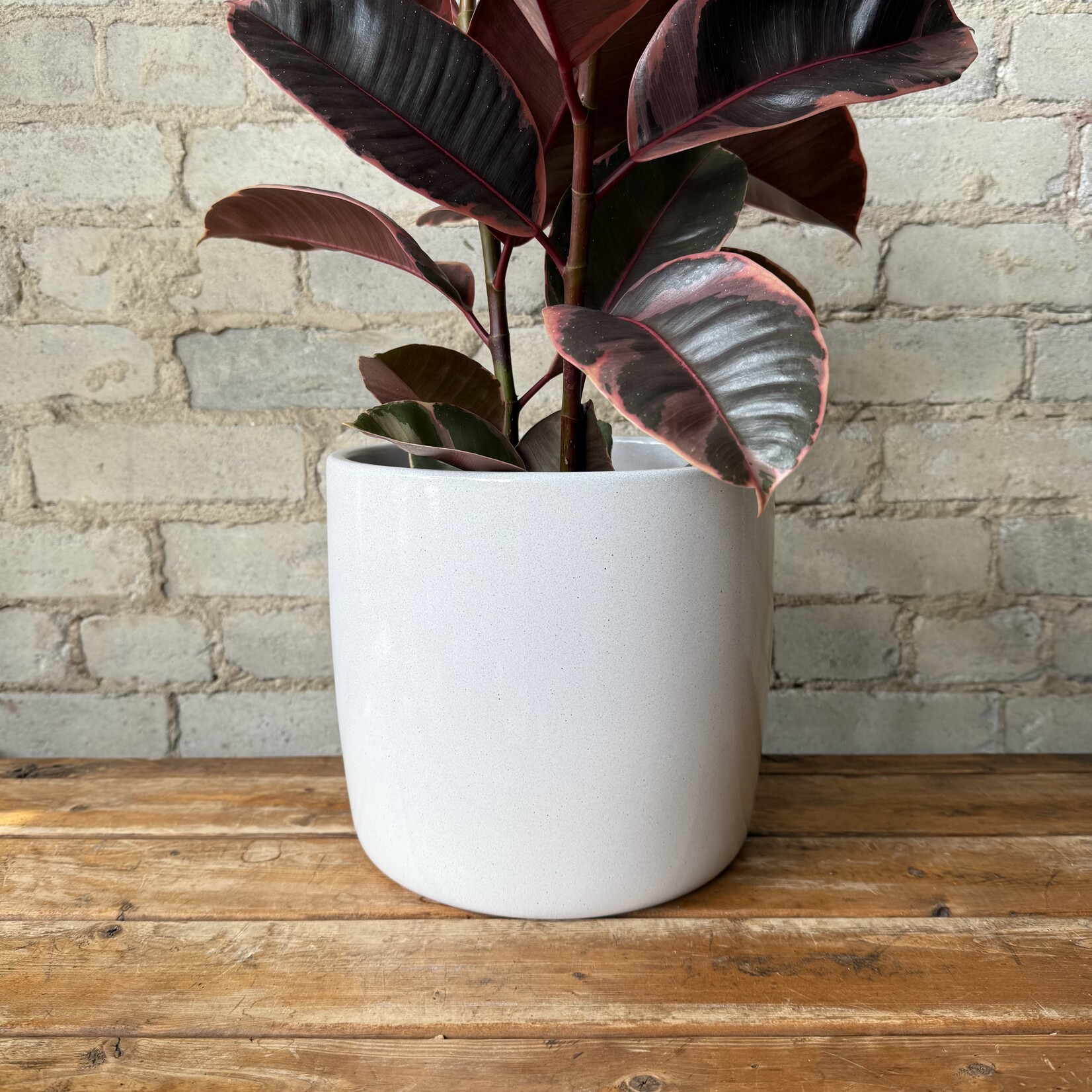 Solido Pot (fits 8")