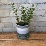 Mini Green Goldfish Plant 4"