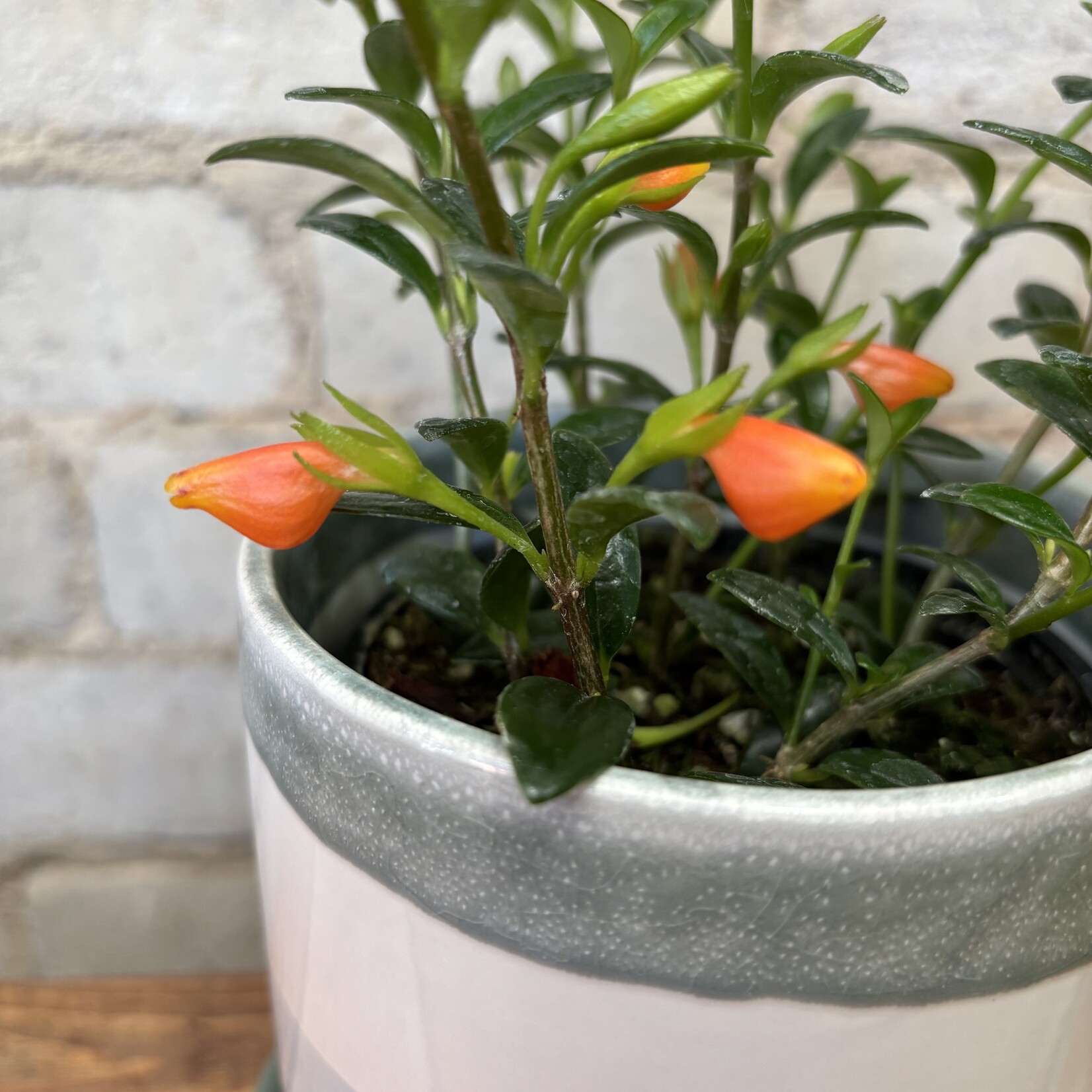 Mini Green Goldfish Plant 4"