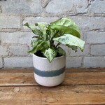 Syngonium White Butterfly 4"