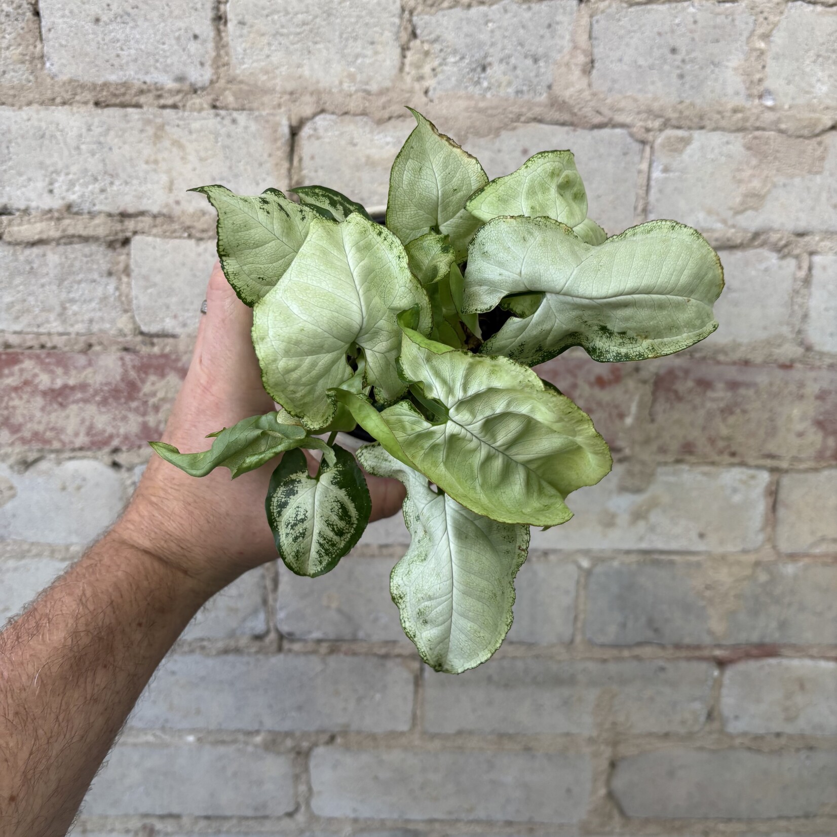 Syngonium White Butterfly 4"