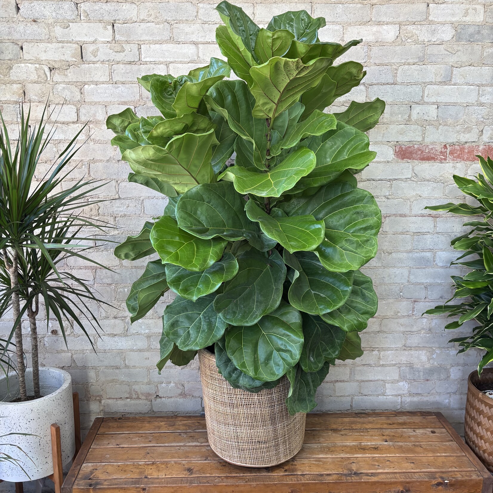 Ficus Lyrata Bush 14"