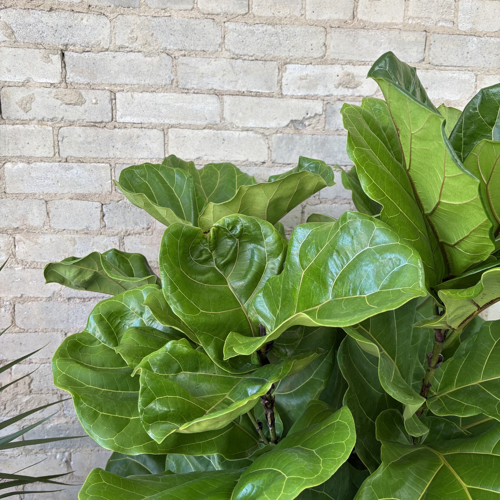 Ficus Lyrata Bush 14"