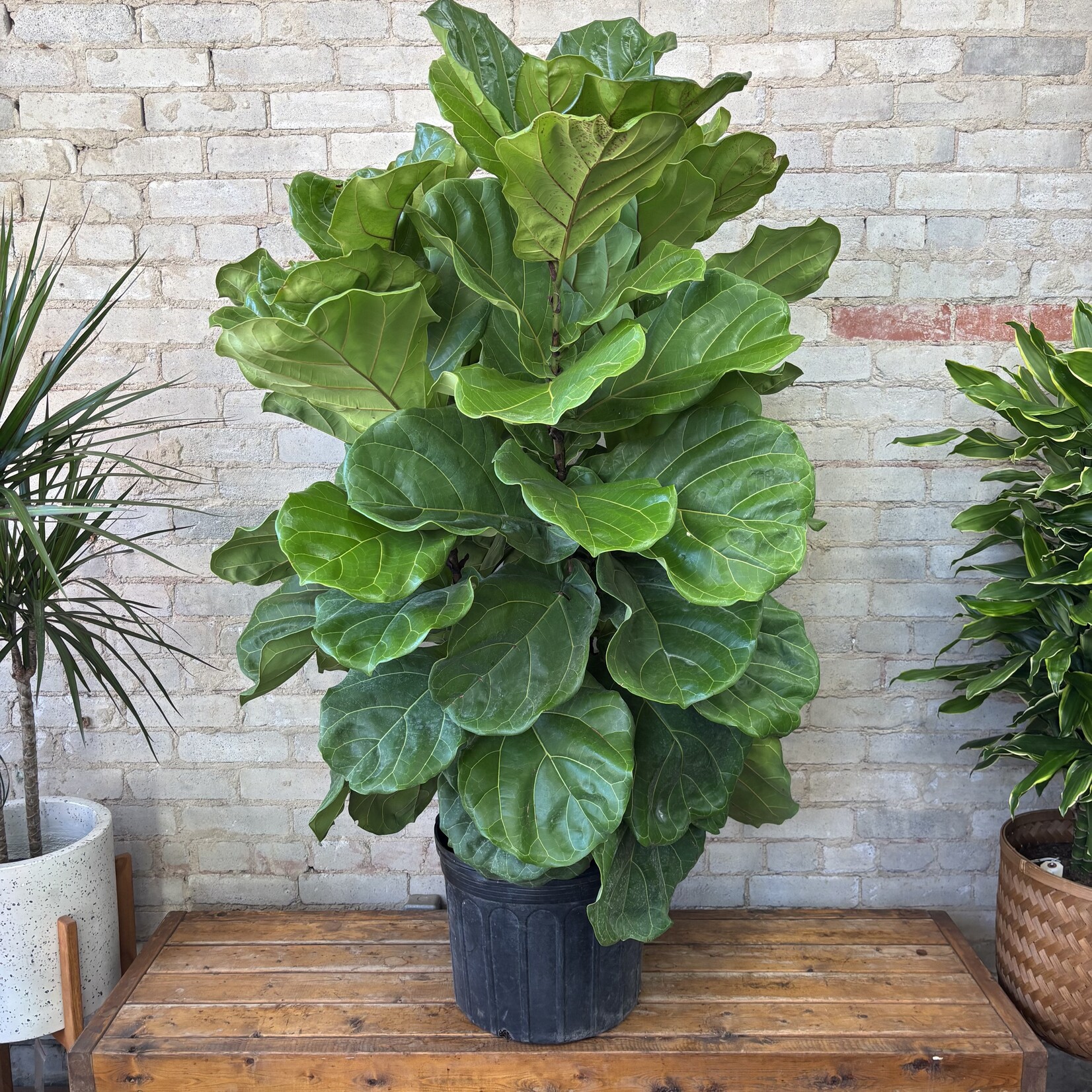 Ficus Lyrata Bush 14"
