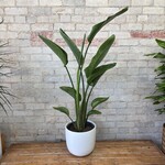 Strelitzia Nicolai White Bird of Paradise 10"
