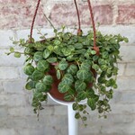Peperomia String of Turtles 6"