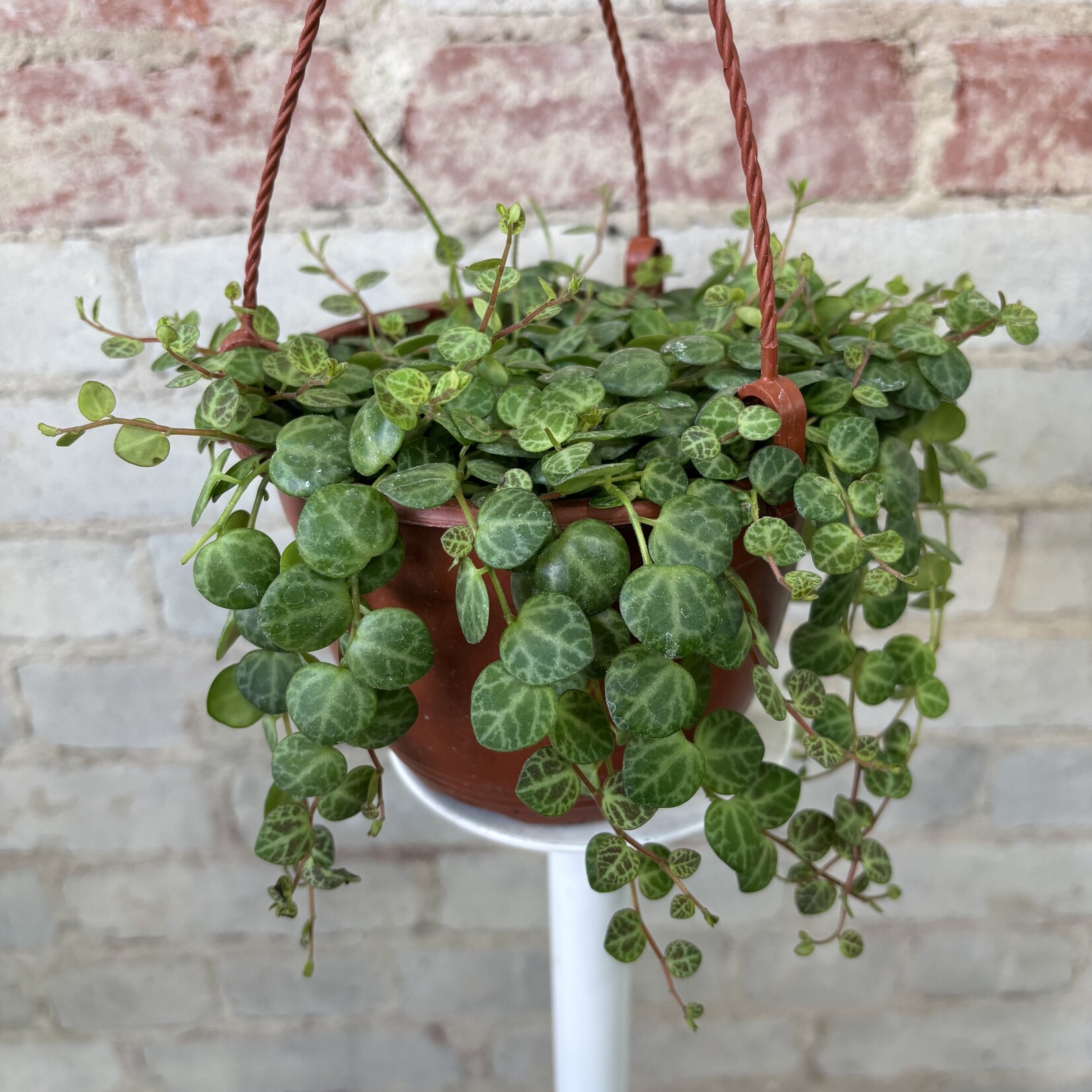Peperomia String of Turtles 6"