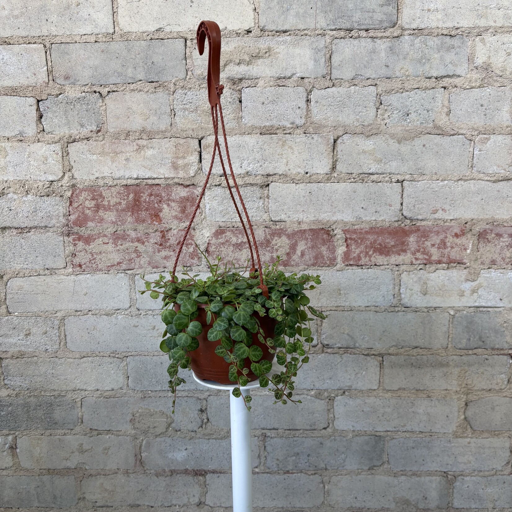 Peperomia String of Turtles 6"