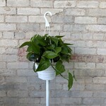 Jade Pothos 8" HB