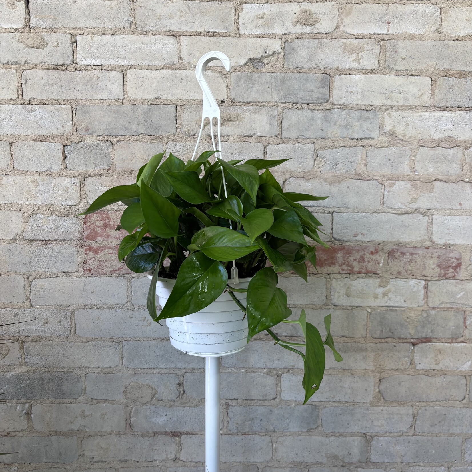 Jade Pothos 8" HB