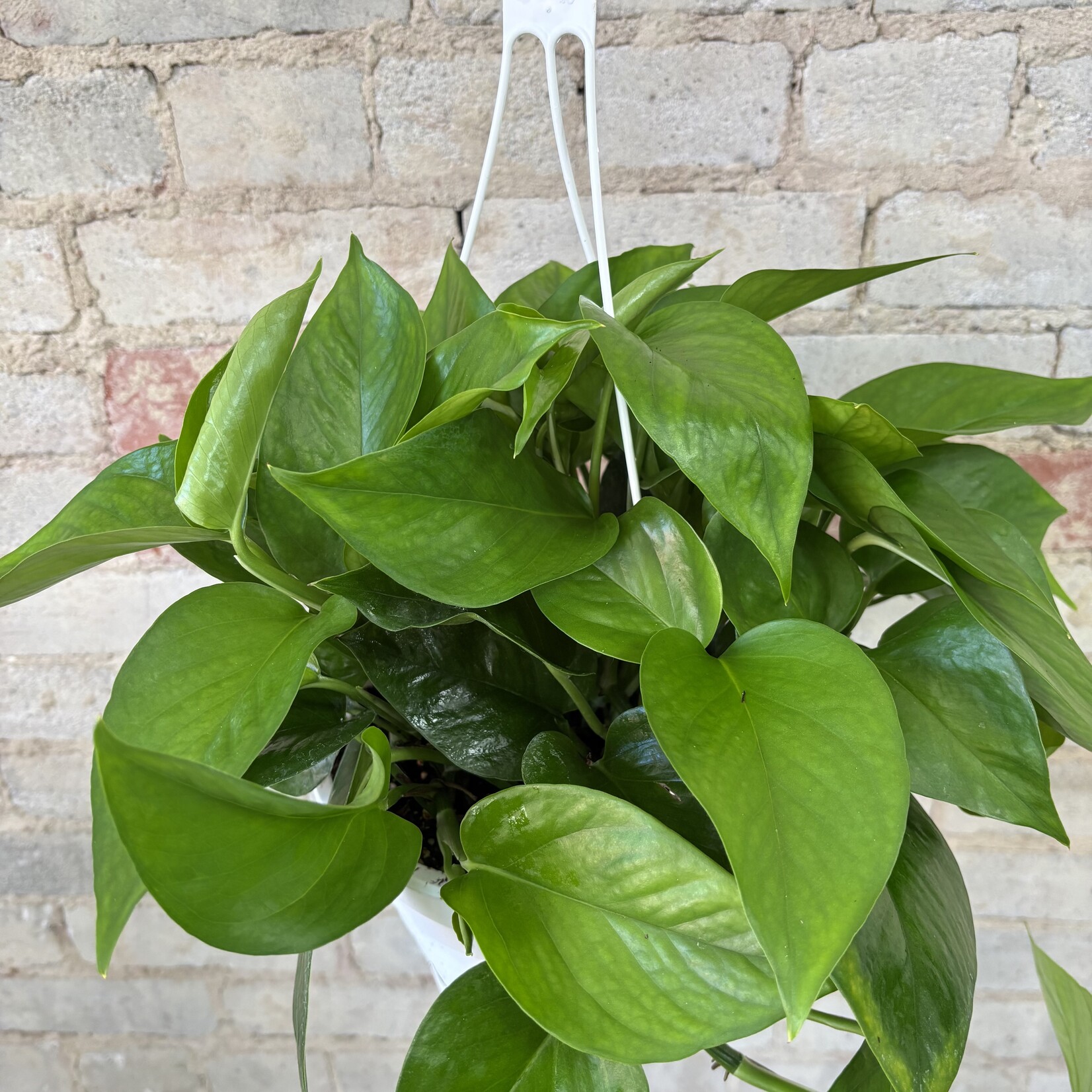 Jade Pothos 8" HB