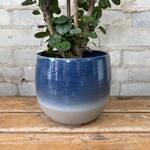 Assorted Pots Allure Pot Blue (fits 6")