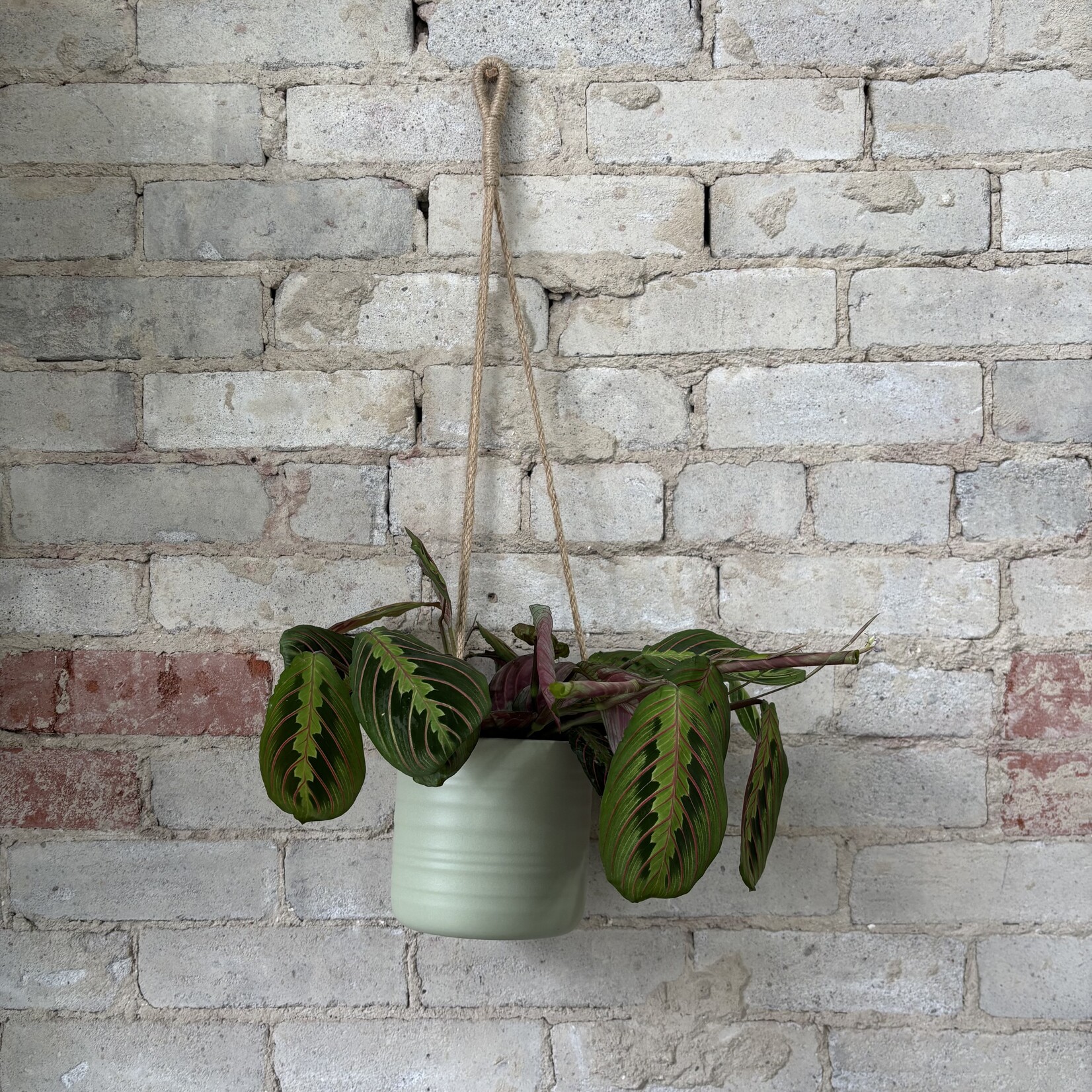 Assorted Pots Scheurich Hanging Pot — Green (fits 5")