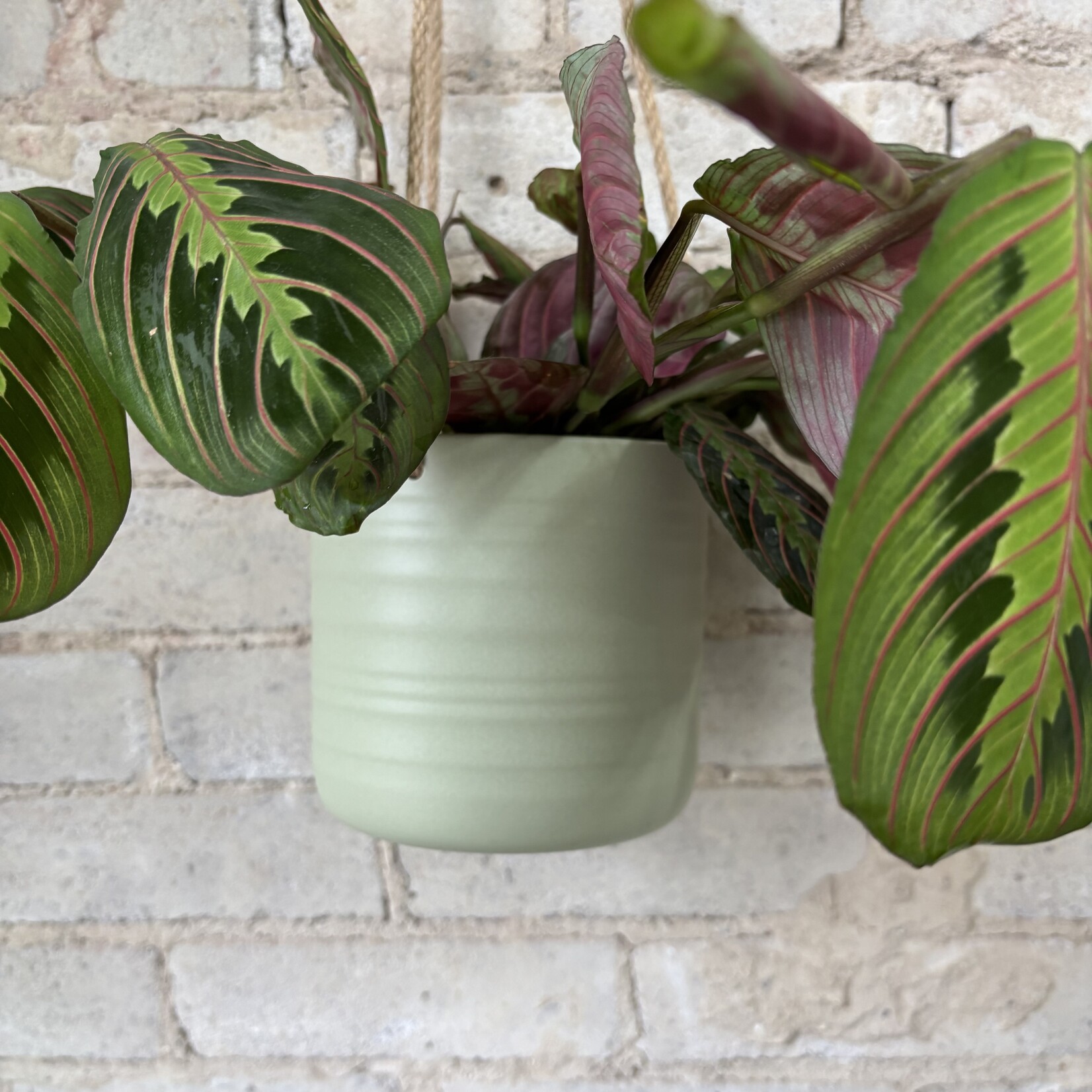 Assorted Pots Scheurich Hanging Pot — Green (fits 5")