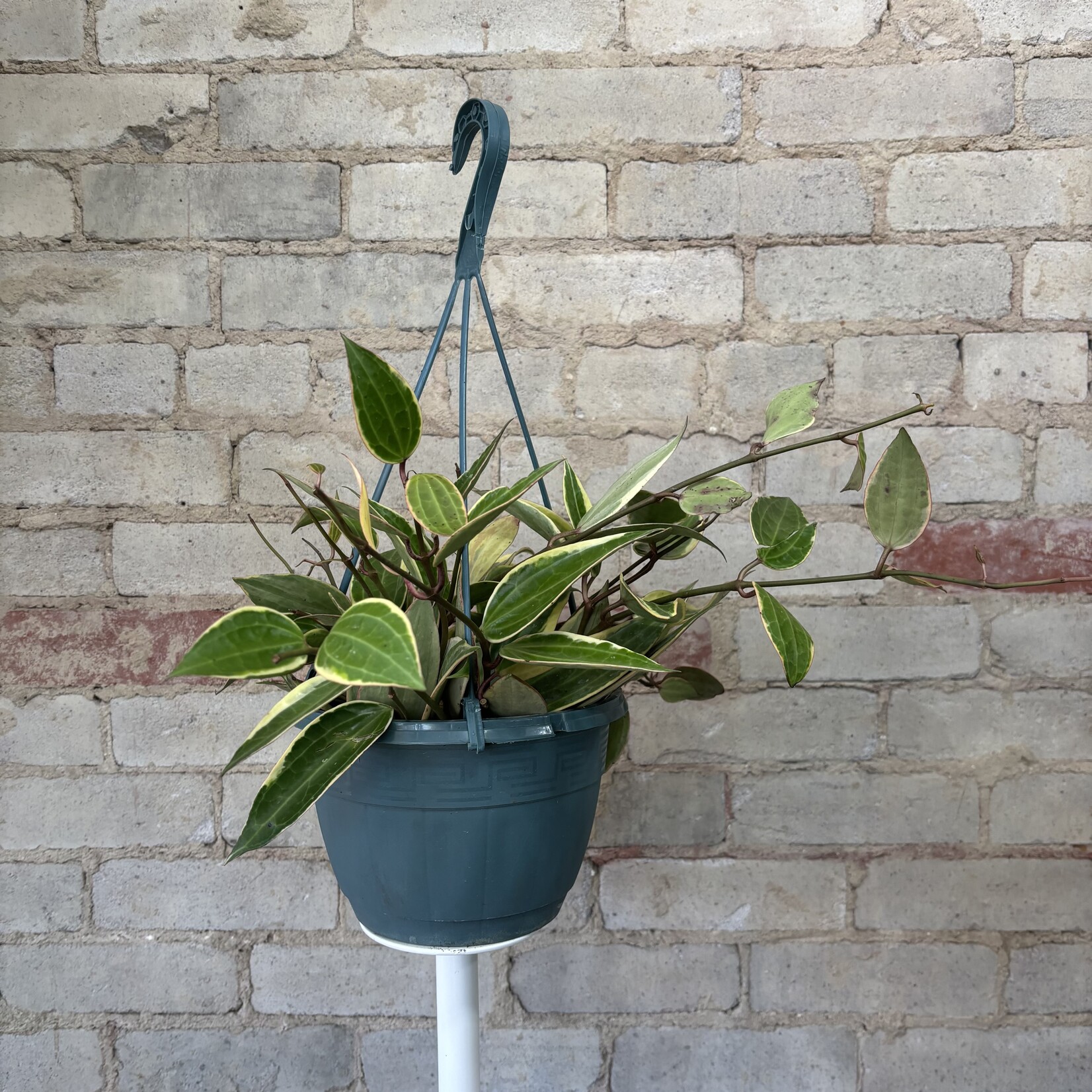 Hoya Macrophylla 8" HB