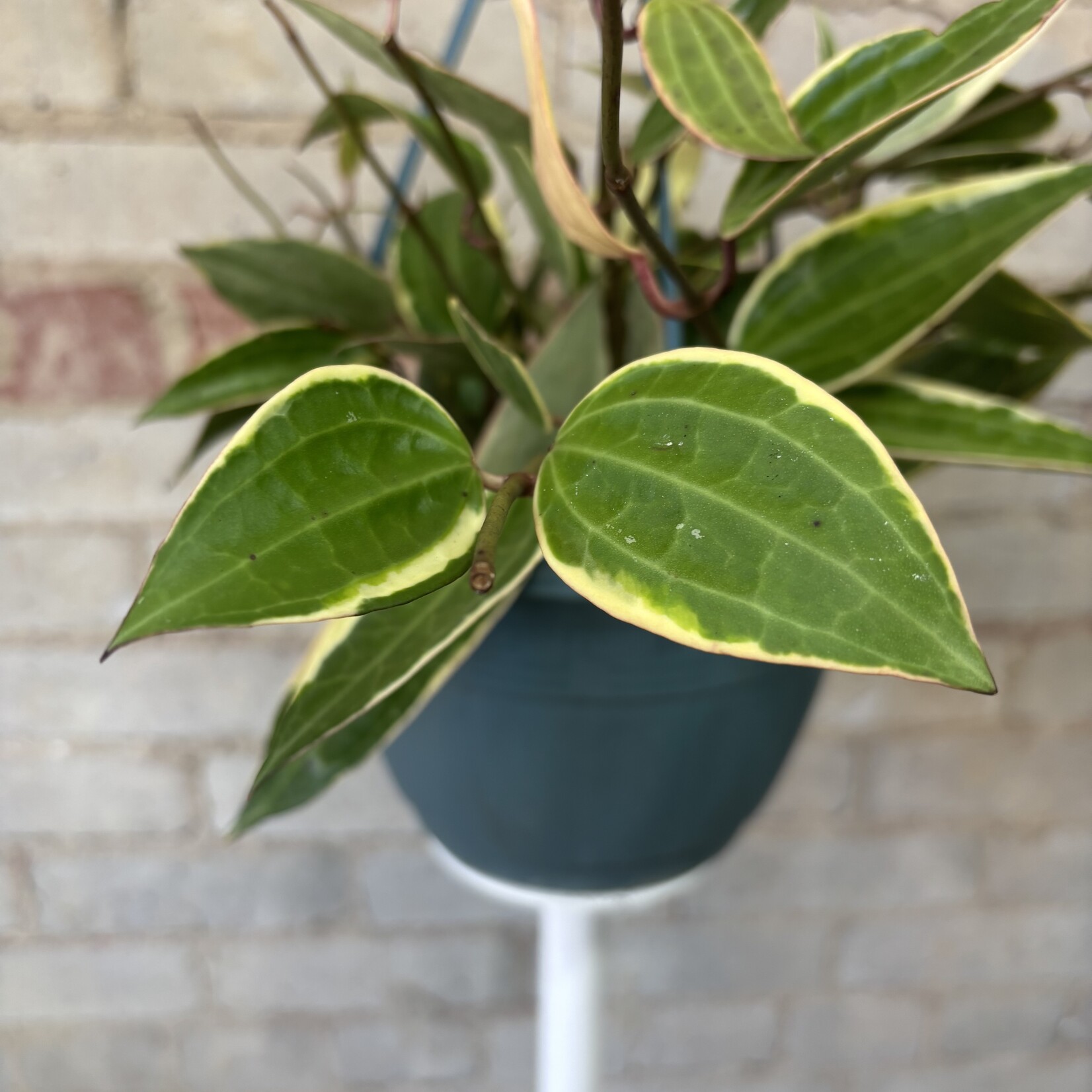 Hoya Macrophylla 8" HB