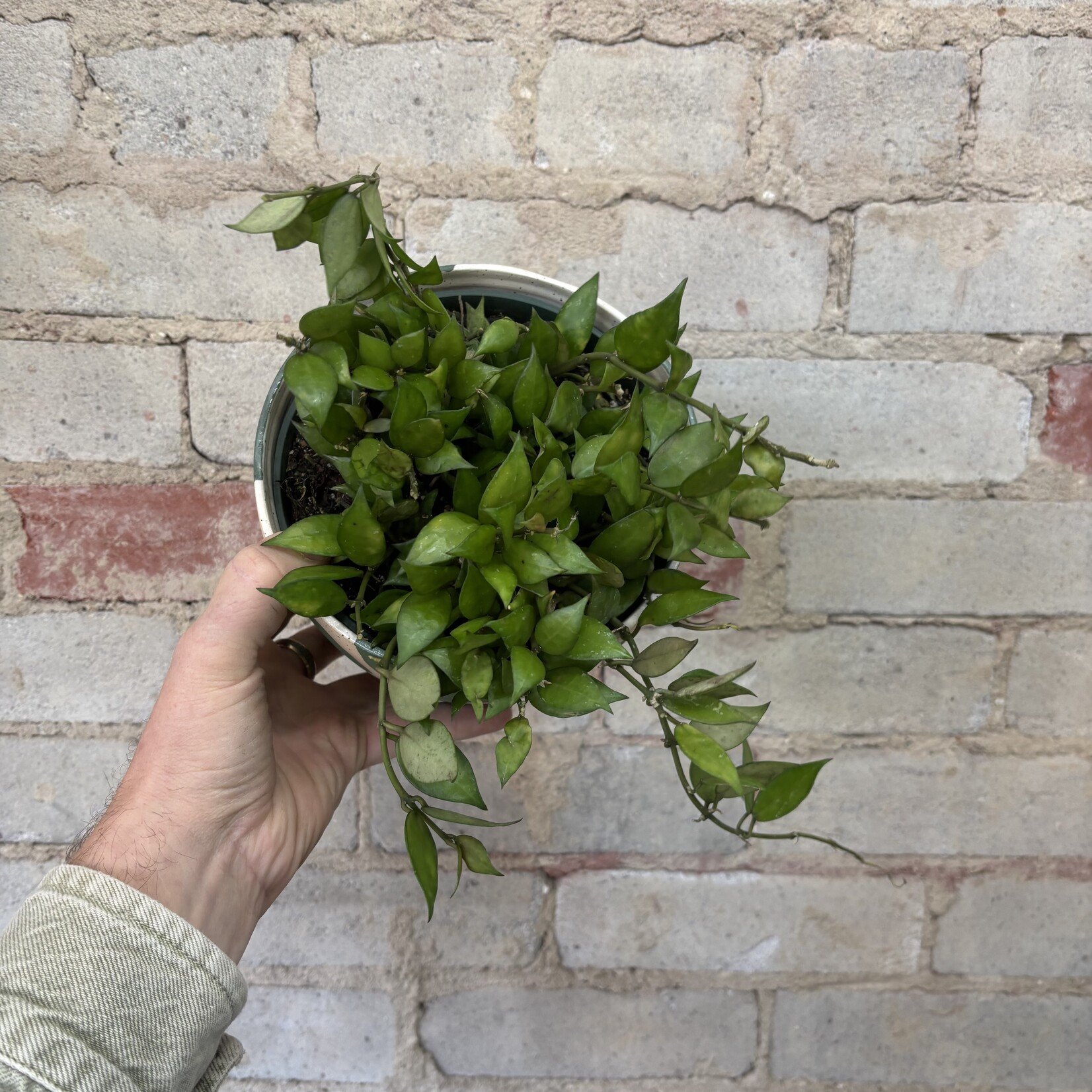 Hoya Lacunosa 6"