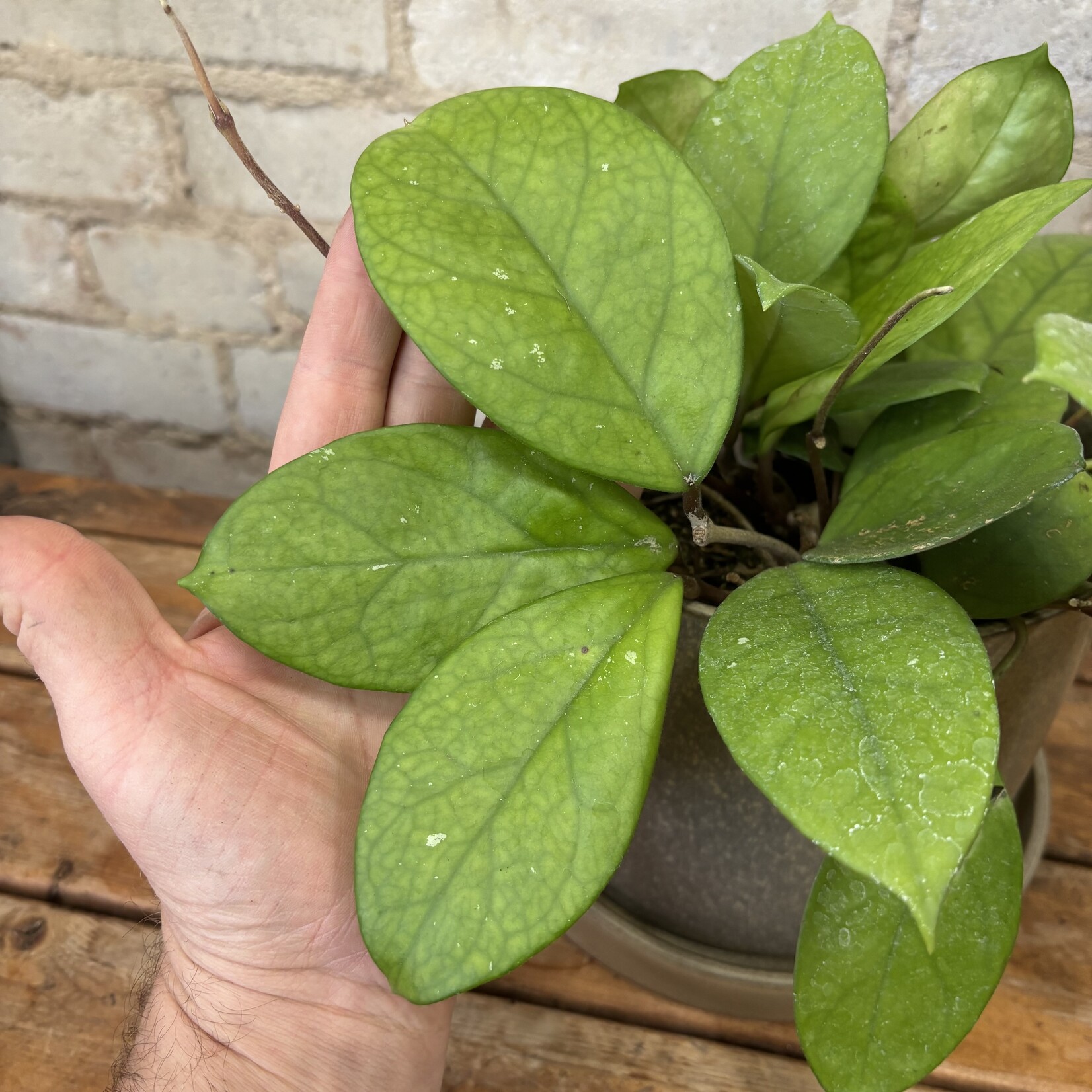 Hoya Fungii 6"