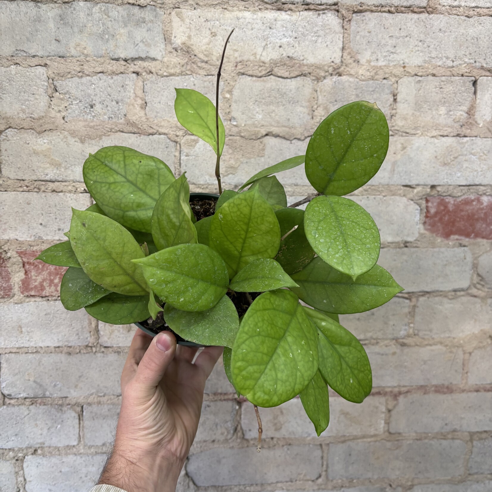 Hoya Fungii 6"