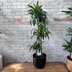 Dracaena Hawaiian Sunshine 10"