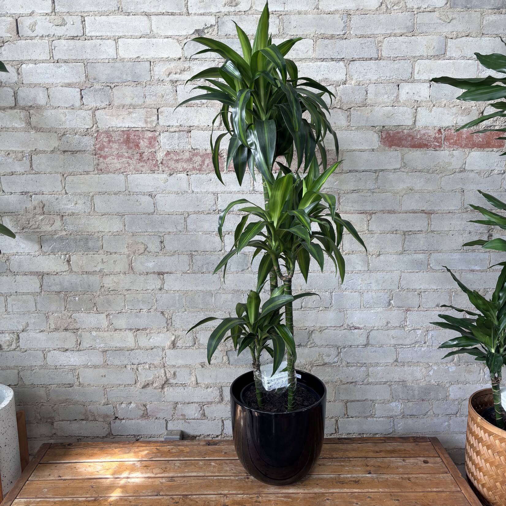 Dracaena Hawaiian Sunshine 10"